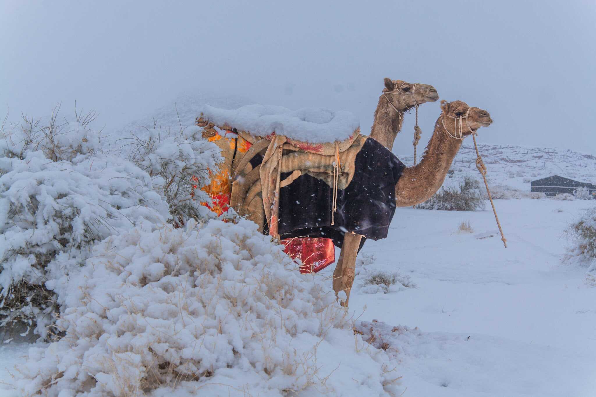 延伸閱讀:撒哈拉沙漠雪地照瘋傳 記者跨洋查核幕後