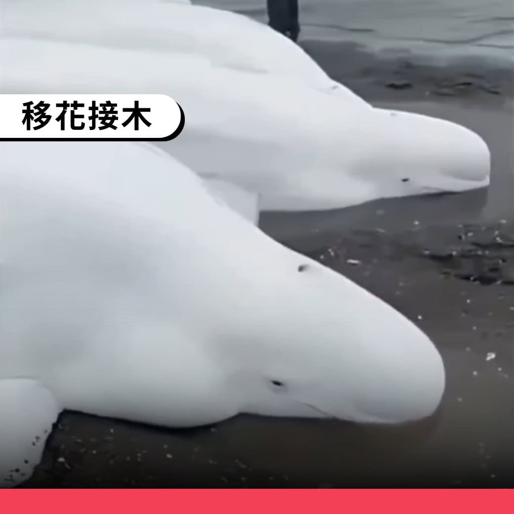 網傳影片是2023年俄堪察加半島白鯨擱淺畫面，無關地震海嘯- 台灣事實查核中心