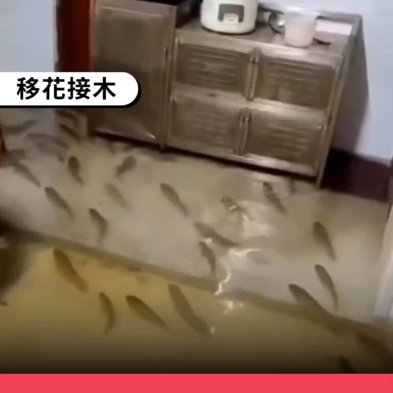 廣東淹水災情被錯稱為魚群游入南部民宅