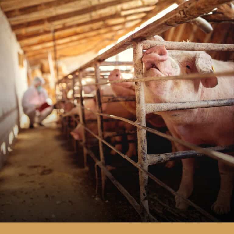 非洲豬瘟疑現蹤台灣 豬肉食安的7大提問