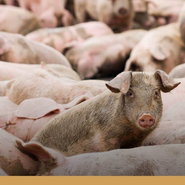 爆非洲豬瘟！緊急禁用廚餘養豬，全台廚餘去化面臨挑戰