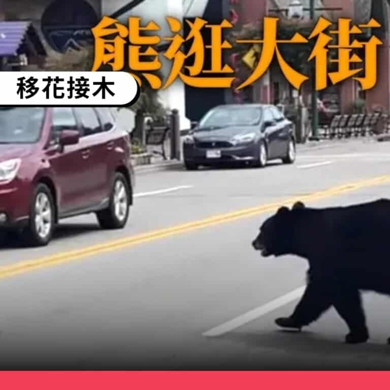 日本岩手縣熊入侵事件　挪用美國田納西州熊出沒舊畫面