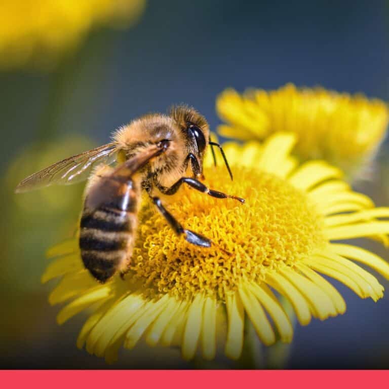 網傳「傍晚停在花上是瀕死的蜜蜂」說法缺乏科學證據