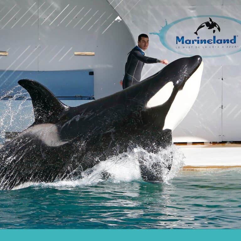 法國虎鯨母子影片在台熱傳 渲染敘事激起同情與怒火