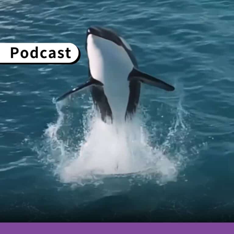 法國虎鯨被遺棄？當心！真實影像也可能不是完整事實