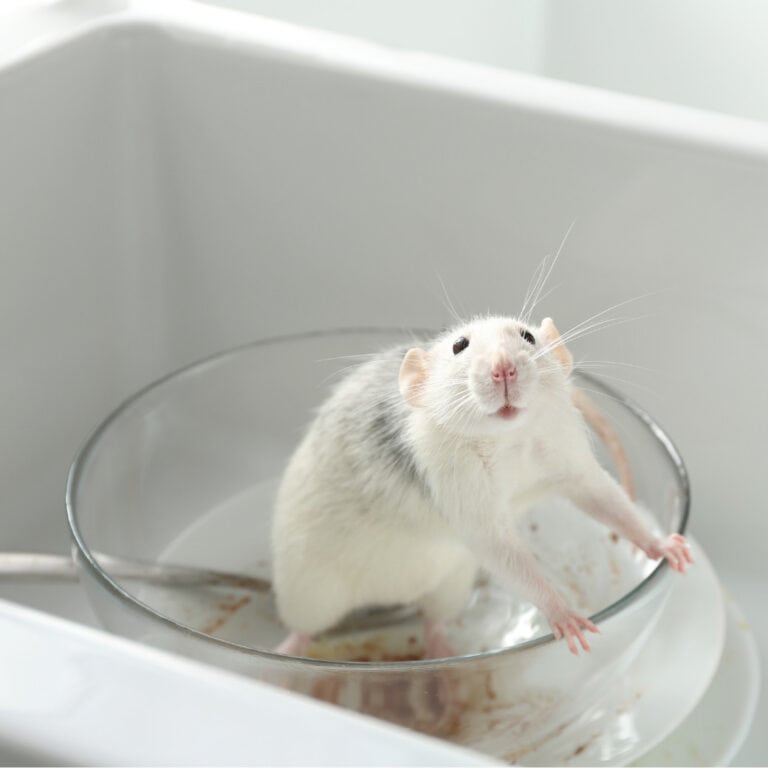 年前漢他病毒傳言流傳  台灣查核聯盟啟動首次聯合演習