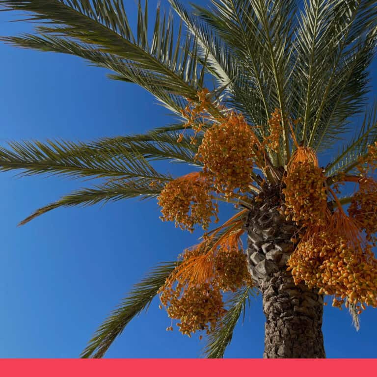 前往立百病毒疫區應避免喝「生椰棗樹汁」而非「椰子汁」