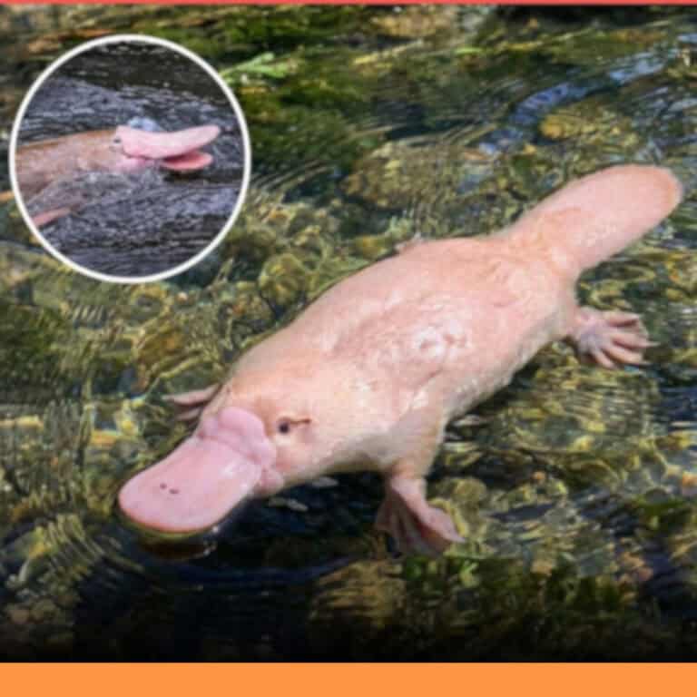 澳洲釣客拍到「淺色鴨嘴獸」引關注，社群出現粉紅鴨嘴獸AI影像