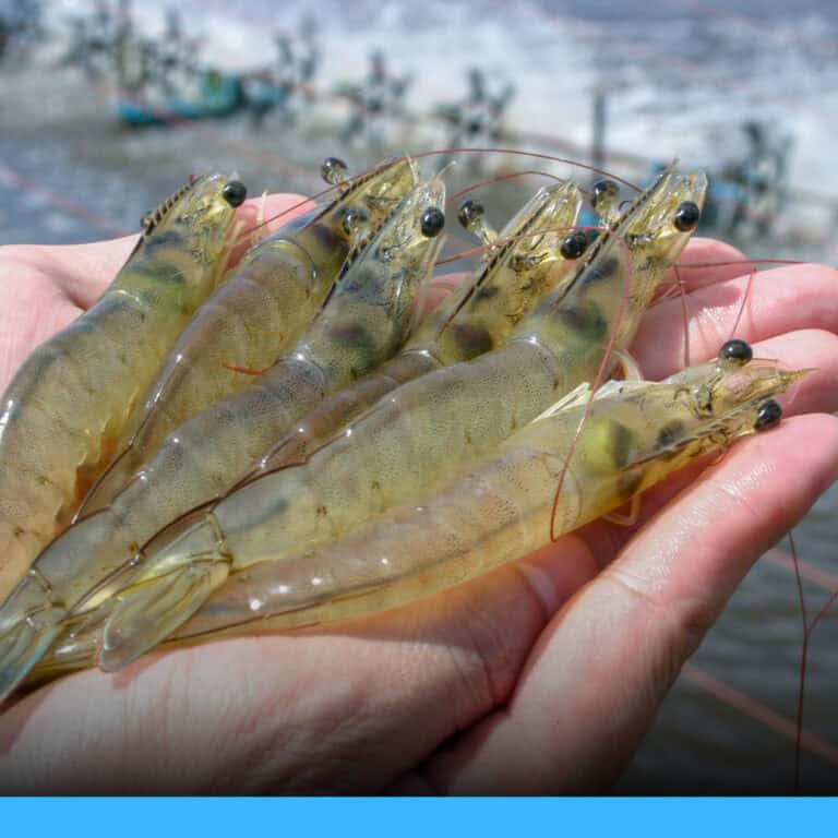 研究揭示水生動物病毒CMNV可能傳染給人、導致眼疾，但目前僅中國有人類病例，尚無人傳人證據