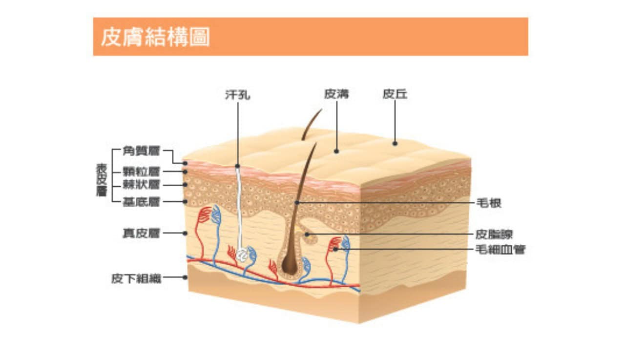 皮膚構造示意。(全民健康基金會)