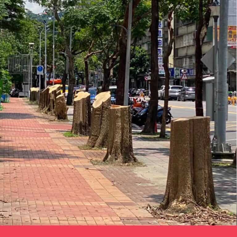 網傳「台北士商路路樹遭砍」訊息不完整，未來將改種其他樹種