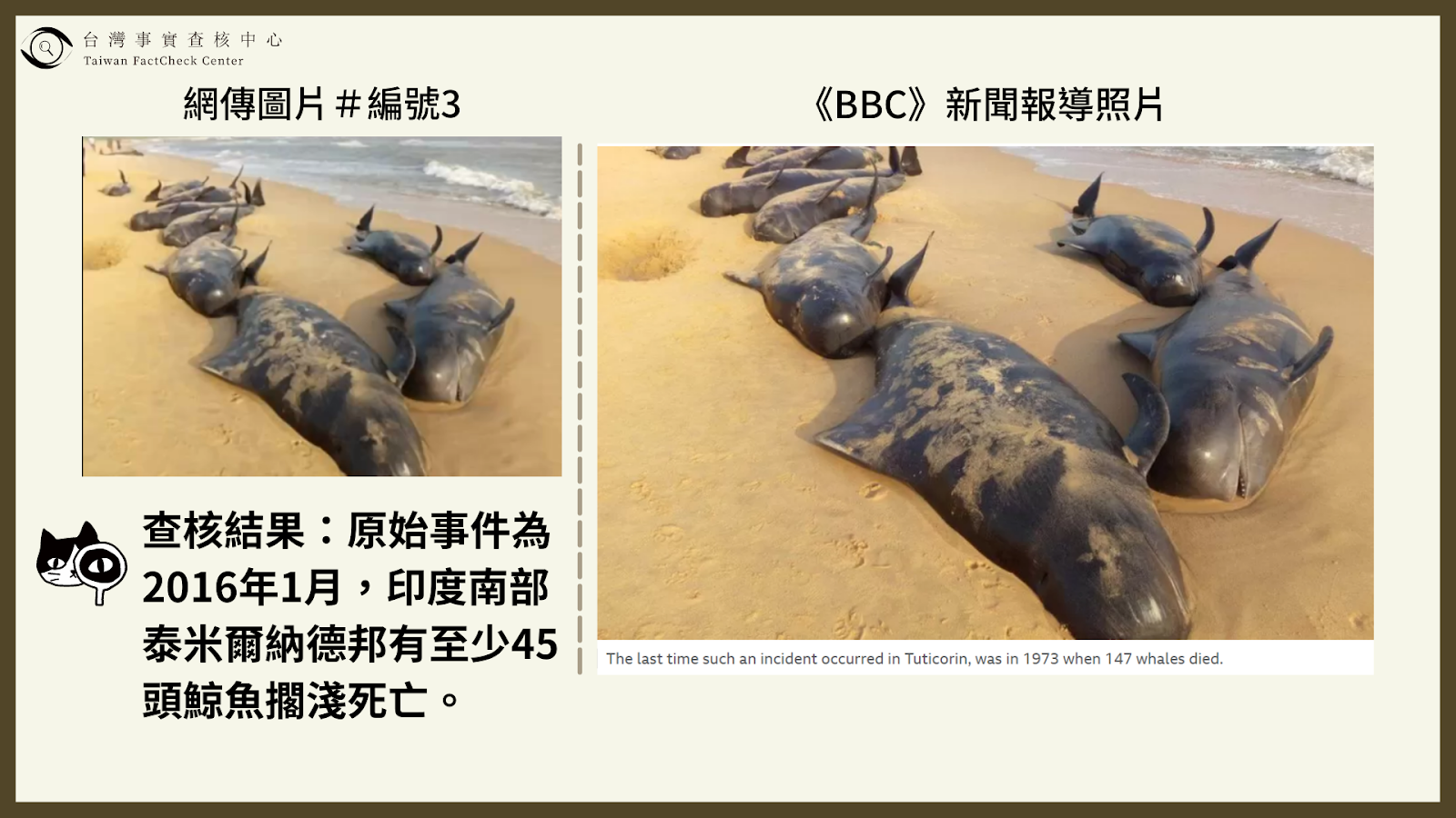 錯誤】網傳影片「日本今年3、4月偷排核廢水，導致大量海洋生物死亡」？ - 台灣事實查核中心