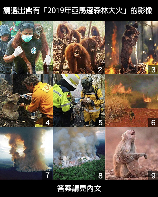 Image accompanying 網傳「亞馬遜森林大火恐致物種滅絕危機」動物照片?