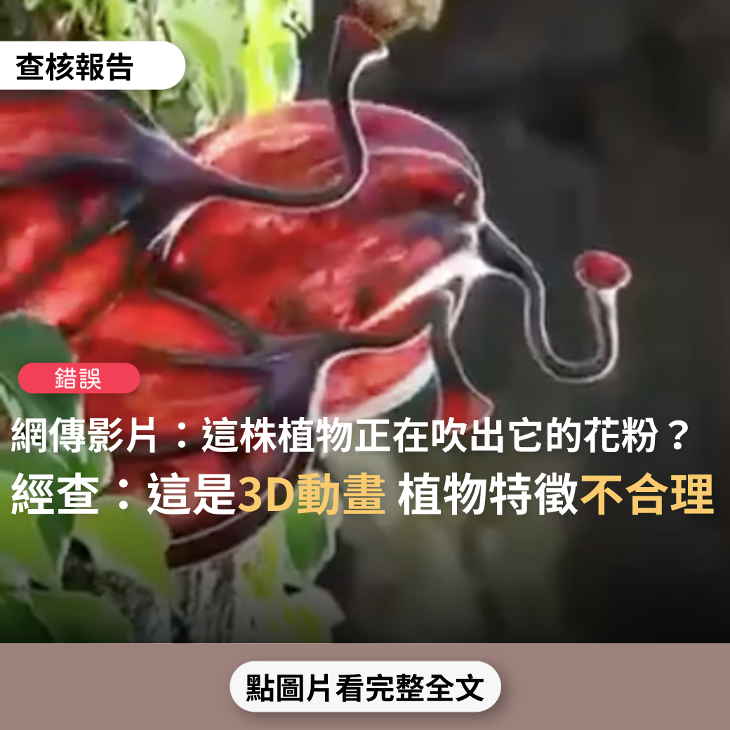 【錯誤】網傳影片宣稱「這株植物正在吹出它的花粉。真的很神奇很有趣。這種被稱為 Oodhu Pavaai 的植物，生長在印度南部的雨林中」？