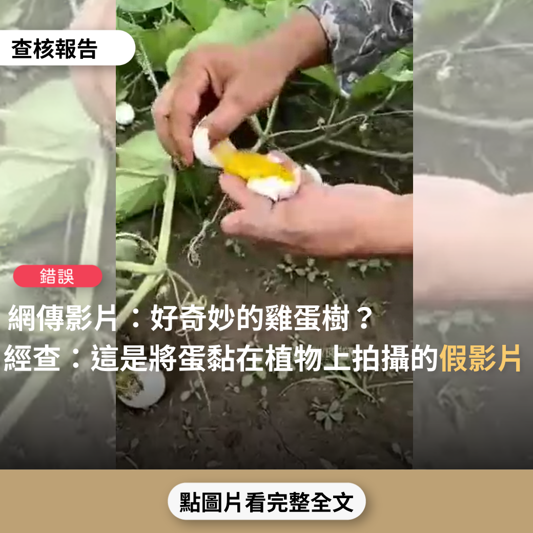 【錯誤】網傳影片「奇妙的雞蛋樹…植物上竟然長出雞蛋」？