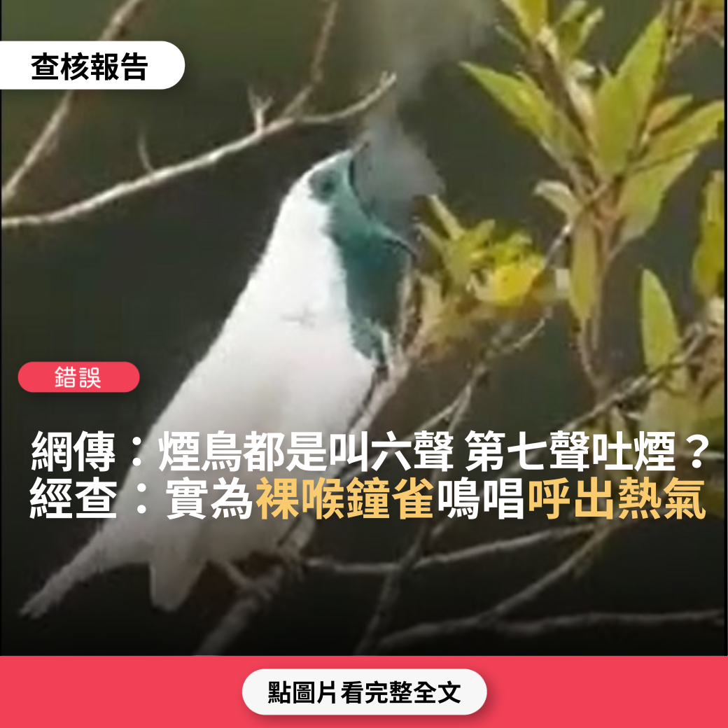 【錯誤】網傳影片：「煙鳥都是叫六聲，第七聲吐煙，奇喔！」？