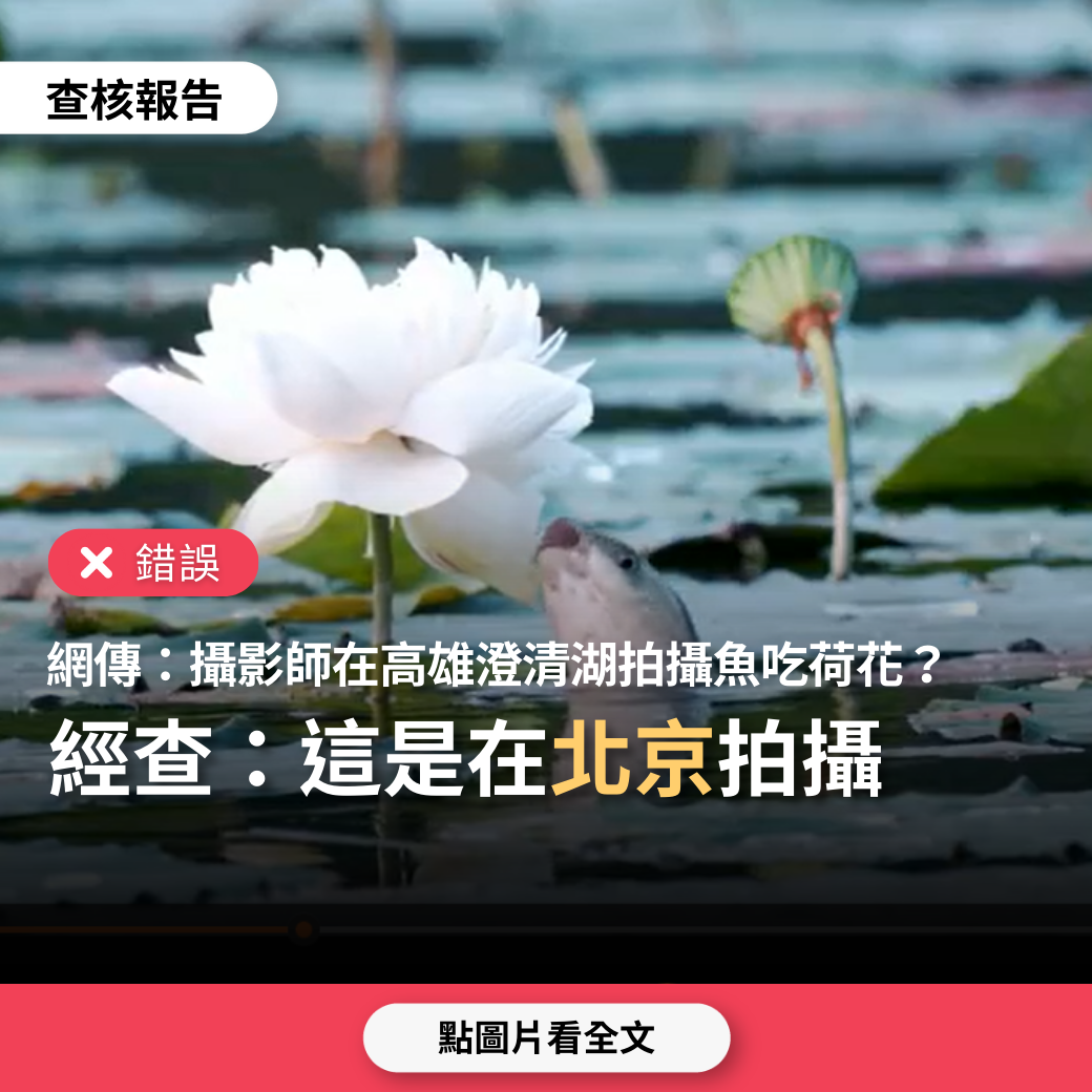 【錯誤】網傳「台灣的專業攝影師，在高雄澄清湖拍到魚吃荷花的慢鏡頭」？