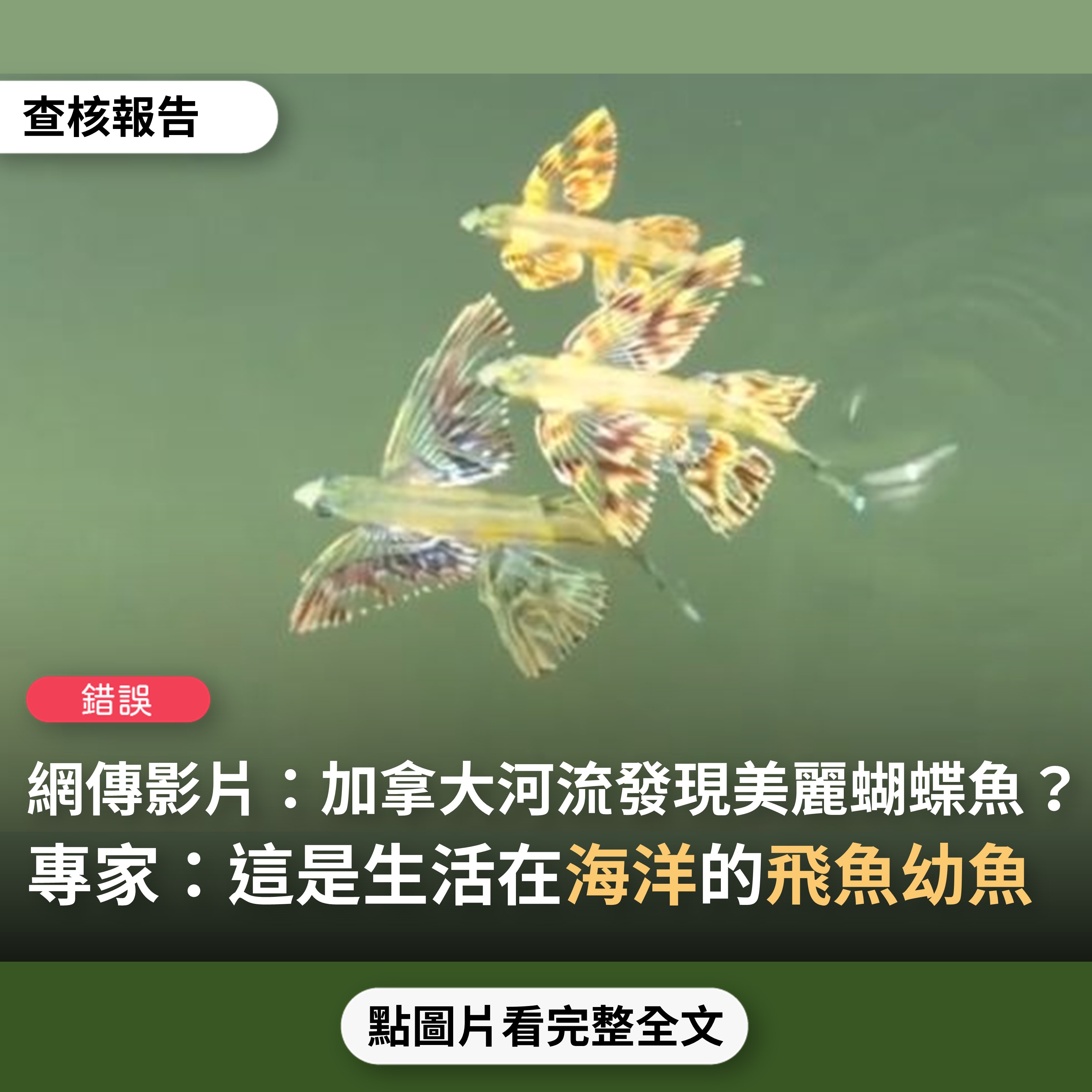 【錯誤】網傳影片「這是於加拿大河流發現非常稀少的美麗蝴蝶魚，請多看兩眼吧」？