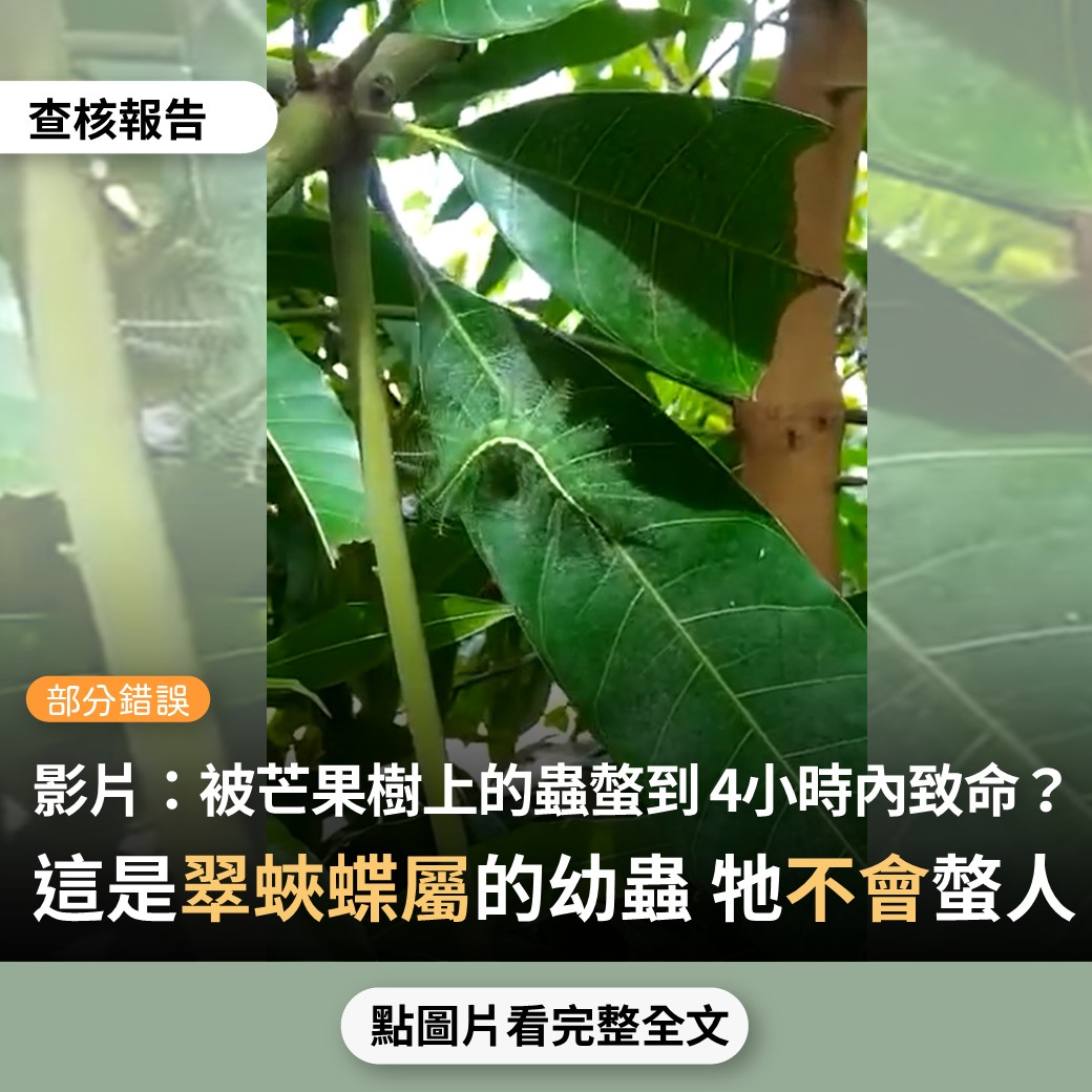 【部分錯誤】網傳影片宣稱「這是一種在芒果樹上看到的罕見昆蟲，如果被這種昆蟲咬一口，這個人會在四小時內，死於大量出汗」？