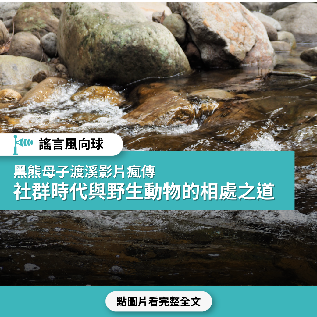 【謠言風向球】黑熊母子渡溪影片瘋傳  專家說明社群時代與野生動物的相處之道